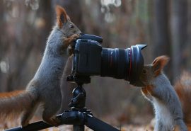 20 de curiozități fascinante despre veverițe
