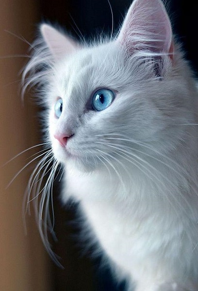 pisica albastră elvețiană anti-îmbătrânire)