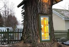 Cum e să locuiești într-un trunchi de copac care are 19 secole?