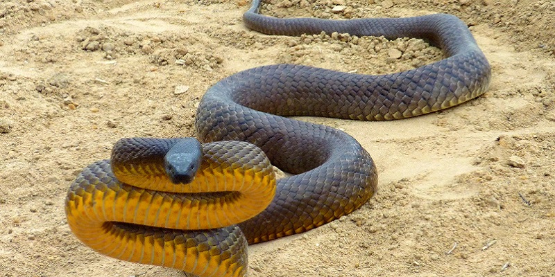 șarpele are vedere