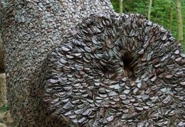 Un copac neobișnuit plin cu monede a fost descoperit în Anglia
