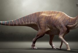 Care a fost durata zilei și a anului în timpul dinozaurilor?