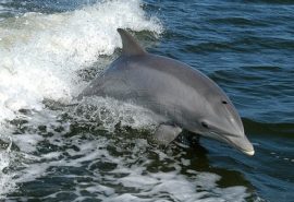 Ce beau delfinii și balenele dacă există doar apă sărată în jur