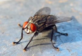 De ce este atât de dificil să prinzi o muscă
