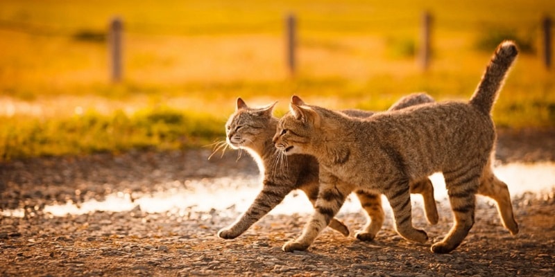 10 secrete uimitoare pe care pisicile le ascund de proprietari