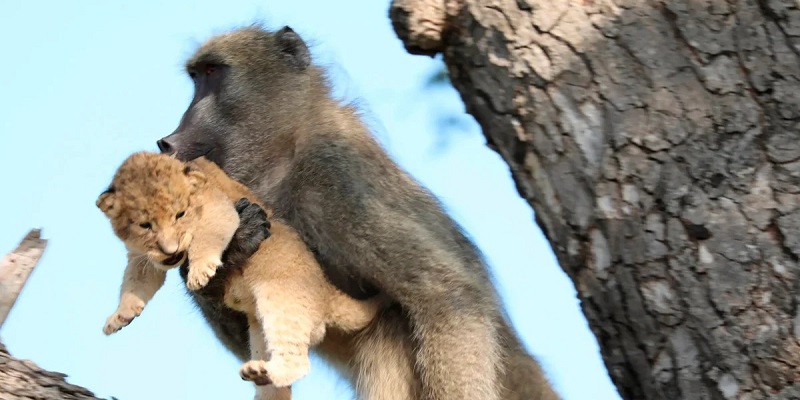 De ce maimuțele fură puii de leu?