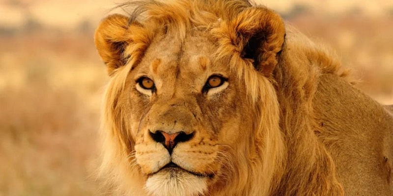 De fapt, leul nu trăiește în junglă. De ce i se spune "Regele Junglei"?