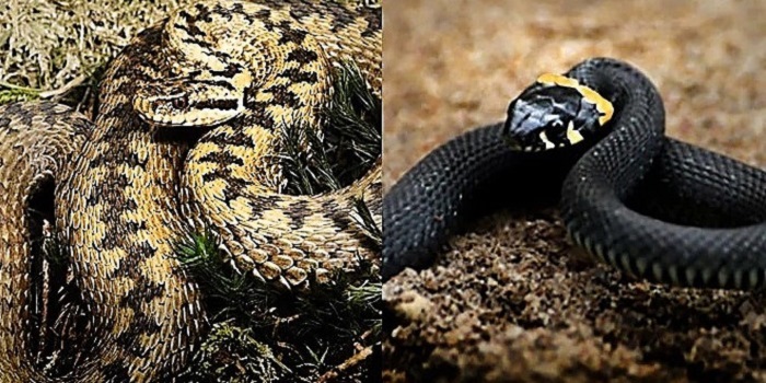 Cum distingi cu ușurință o viperă de un șarpe