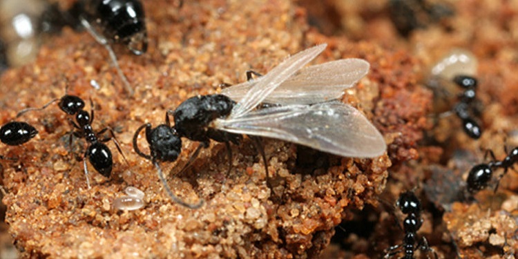 De ce unele furnici au aripi?