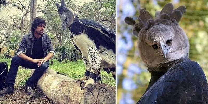 Faceți cunoștință cu harpia! Pasărea gigant din America de Sud