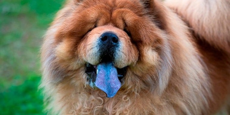 De ce câinii din rasa Chow chow au limba albastră?