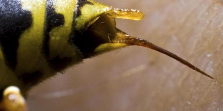 De ce albina moare când înțeapă, dar viespea nu?