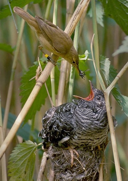 fan Get angry underground De ce cucul își depune ouăle în cuiburile altor păsări?
