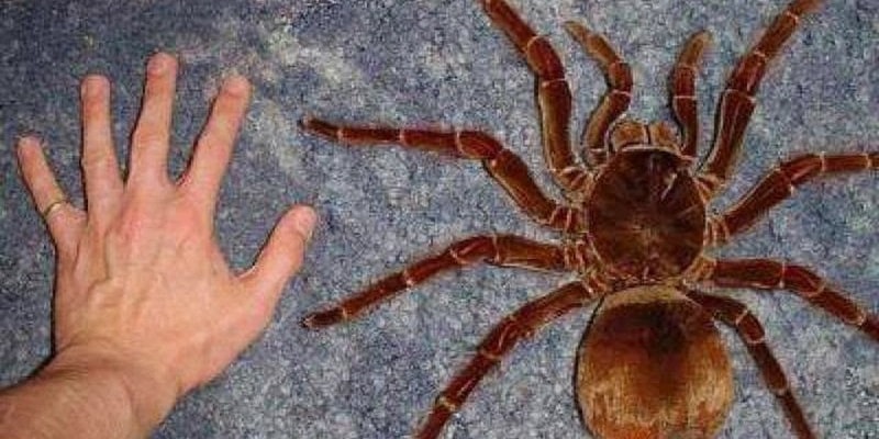 30 de cm și greu ca un cățeluș: Cel mai mare păianjen din lume