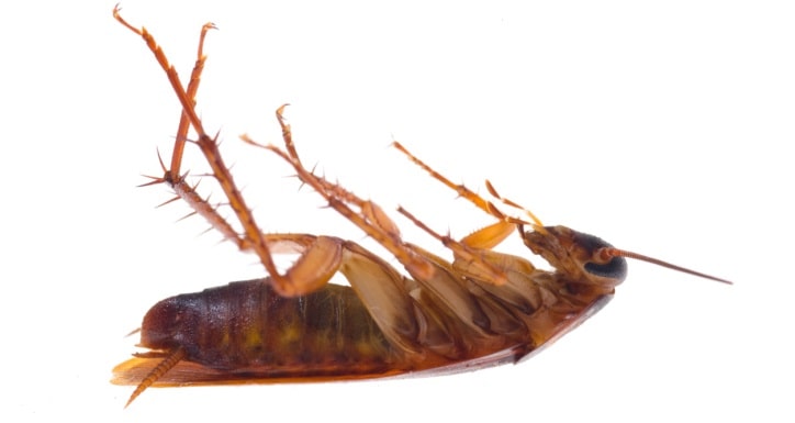 De ce insectele mor pe spate și cu picioarele ridicate?