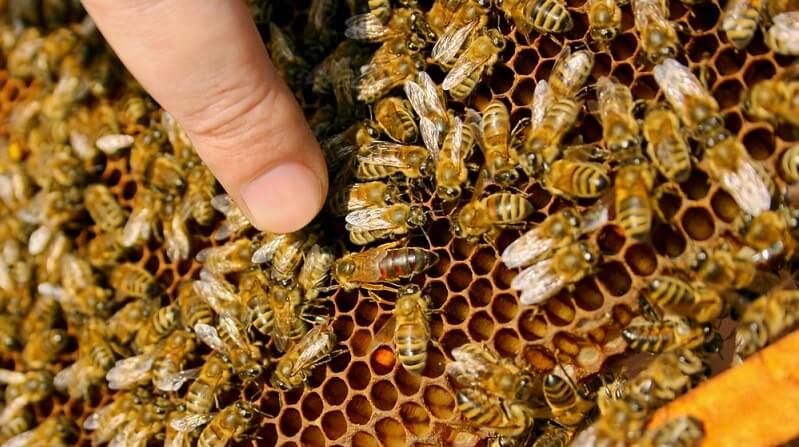 De ce albinele muncitoare au nevoie de un trântor parazit în stup?