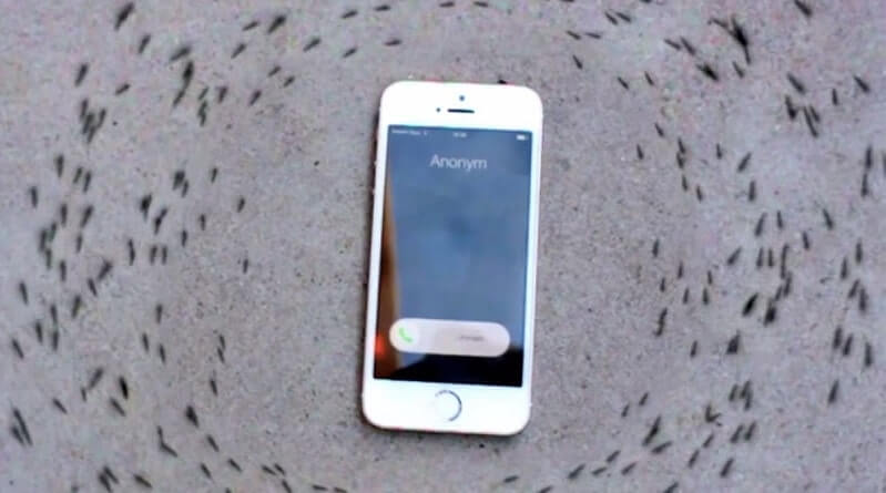 De ce furnicile se învârt în cerc în jurul unui iPhone?