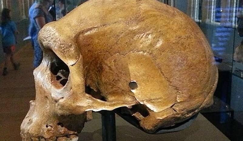 Misterul craniilor de acum 300.000 de ani cu găuri de glonț