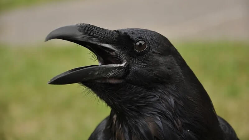 Cât trăiește corbul? Este adevărat că poate trăi 300 de ani?