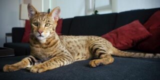 Cea mai scumpă pisică din lume. De ce costă 120.000 de euro