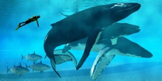 20 de curiozități despre balene, cele mai mari animale din lume