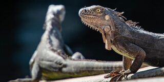 20 de curiozități despre reptile, animalele cu sânge rece de pe Terra