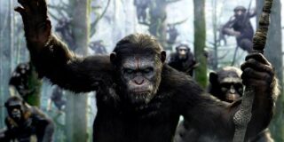 Marele război al cimpanzeilor. Povestea conflictului sângeros care a durat 4 ani