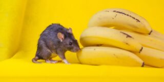 De ce se tem șoarecii de banane?