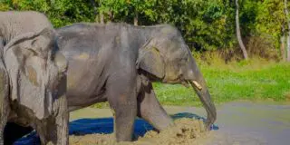 Un elefant a ucis o femeie, iar apoi i-a călcat trupul în timpul înmormântării