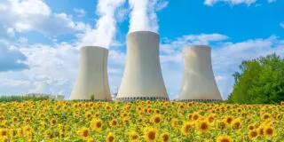 De ce se plantează floarea-soarelui în apropierea centralelor nucleare?