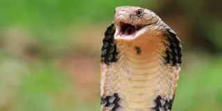 15 curiozități despre cobra regală, cel mai lung șarpe veninos