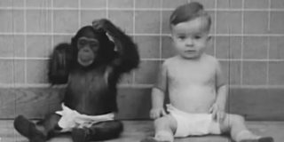 Experiment înfiorător: un băiat și o maimuță au fost crescuți ca frați