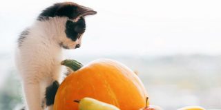 Lista completă de fructe și legume pe care le poate mânca o pisică