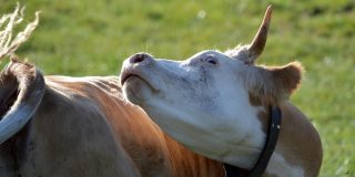 Boala vacii nebune: cum se transmite la om și care sunt simptomele