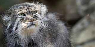 20 curiozități despre manul, cea mai morocănoasă pisică din lume