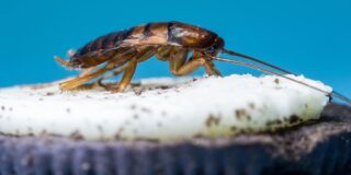 Ce boli ne pot transmite gândacii de bucătărie?