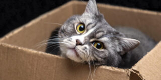 De ce pisicile adoră cutiile de carton atât de mult?