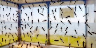 Cercetătorii din SUA vor elibera miliarde de țânțari modificați genetic