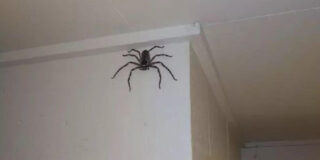 Un bărbat din Australia a stat cu un păianjen uriaș în casă timp de 1 an. Cum își explică decizia